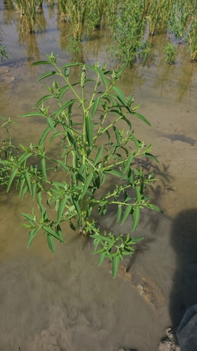 Sphenoclea zeylanica observed 2026-10-10
