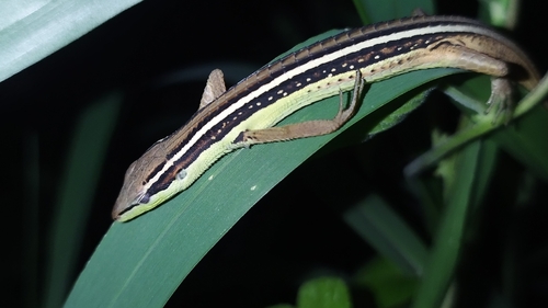 Takydromus sexlineatus observed 2026-10-23