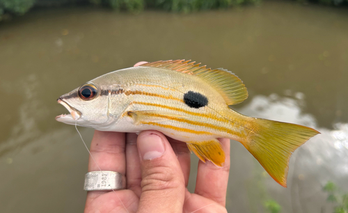 Lutjanus fulviflamma observed 2026-10-23