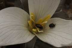 Brassicogethes simplipes