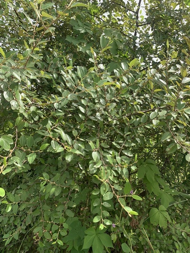 Ziziphus mauritiana observed 2026-10-23