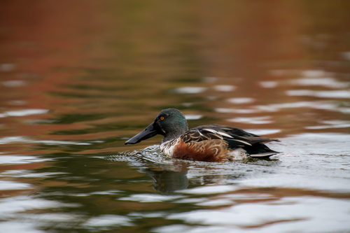iNaturalist image