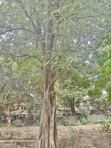 Alstonia scholaris observed 2026-10-22