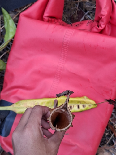 Nepenthes observed 2026-10-23