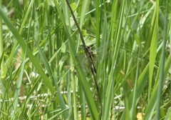 Leucorrhinia intacta