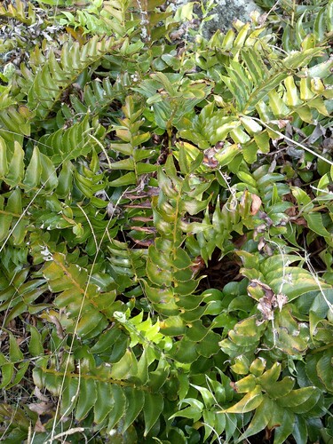 Cyrtomium falcatum observed 2026-10-22