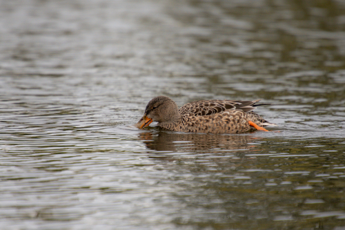 iNaturalist image