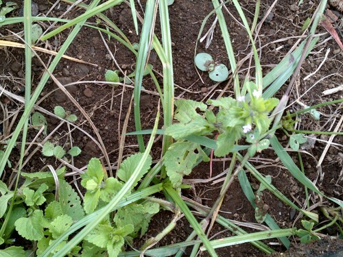 Stachys arvensis observed 2026-10-22
