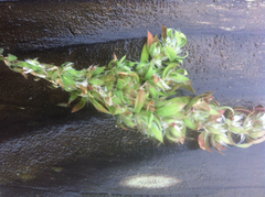 Paronychia franciscana