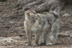 Macaca sylvanus