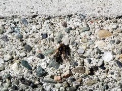 Anasimyia perfidiosus