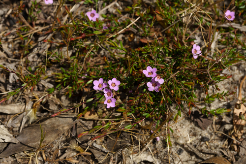 Euryomyrtus ramosissima observed 2026-10-21