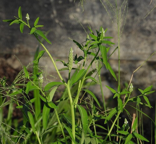 Sphenoclea zeylanica observed 2026-10-19