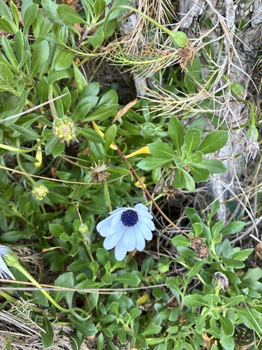 Osteospermum fruticosum observed 2026-10-22