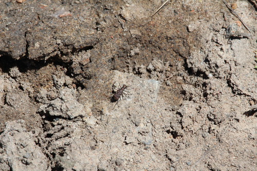Cylindera, 2026-10-23