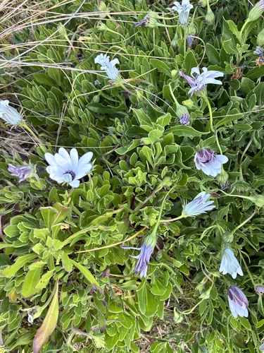Osteospermum fruticosum observed 2026-10-22