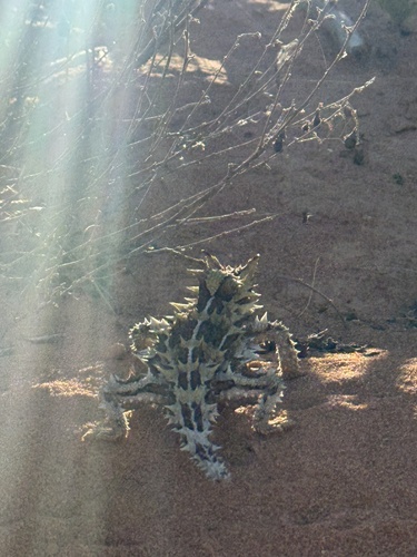 Acanthosaura, 2026-10-22
