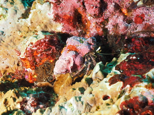 Dardanus lagopodes observed 2026-10-16