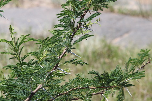 Vachellia karroo, 2026-10-23