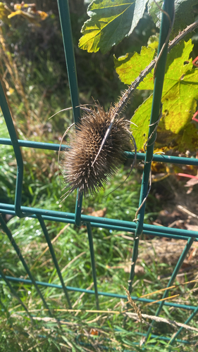 wild teasel photograph by the iNaturalist community