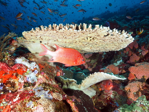 Sargocentron caudimaculatum observed 2026-10-16