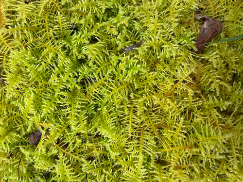 Thuidiopsis furfurosa observed 2026-10-23