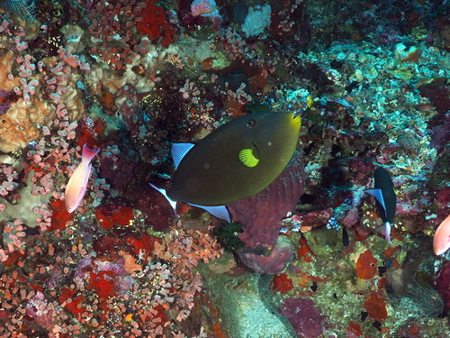 Melichthys vidua observed 2026-10-16