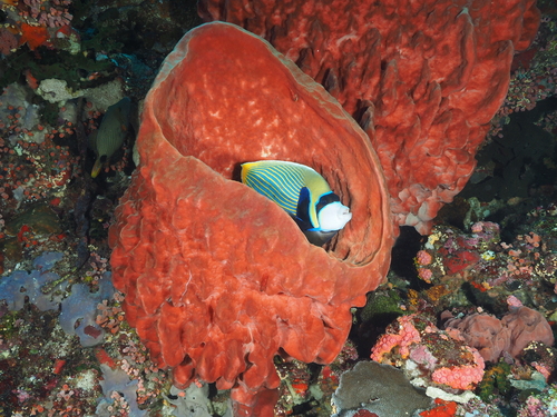 Pomacanthus imperator observed 2026-10-16