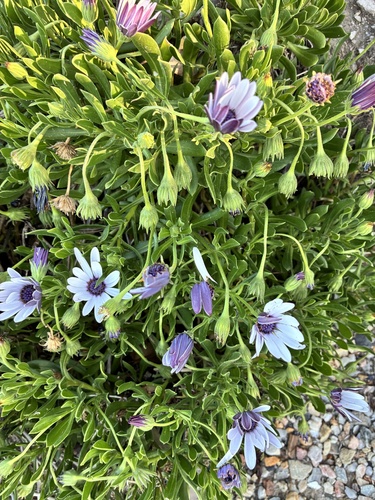 Osteospermum fruticosum observed 2026-10-22