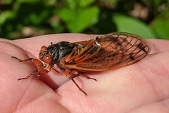 Magicicada cassinii