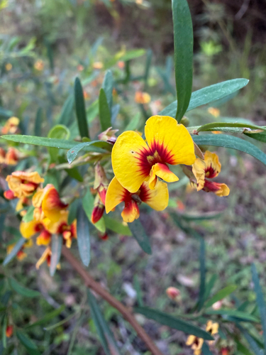 Bossiaea linophylla, 2026-10-23