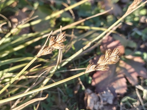 Carex leporina, 2026-10-23