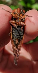 Magicicada cassinii