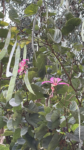 Bauhinia purpurea observed 2026-10-23