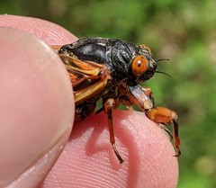 Magicicada cassinii
