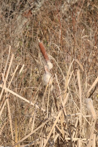 broadleaf cattail photograph by the iNaturalist community