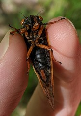 Magicicada cassinii