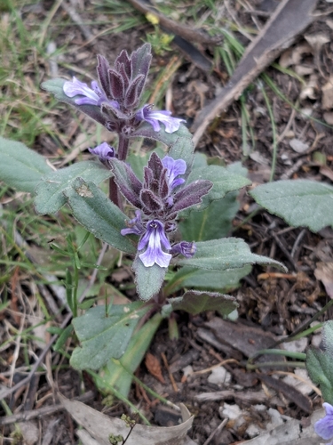 Ajuga australis observed 2026-10-21