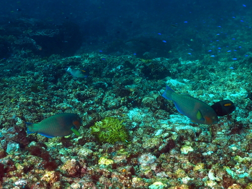 Scarus rivulatus observed 2026-10-16