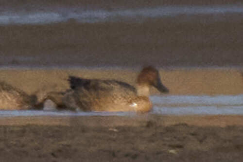 iNaturalist image