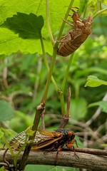 Magicicada cassinii