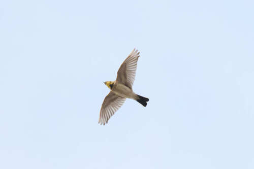 iNaturalist image