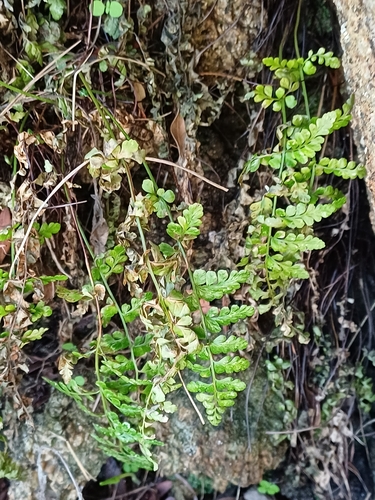 Asplenium obovatum, 2026-10-23