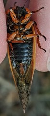 Magicicada cassinii