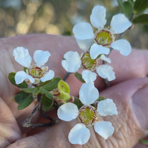 Leptospermum trinervium, 2026-10-21