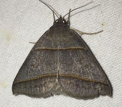 Ptichodis herbarum
