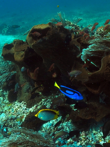 Paracanthurus hepatus observed 2026-10-16