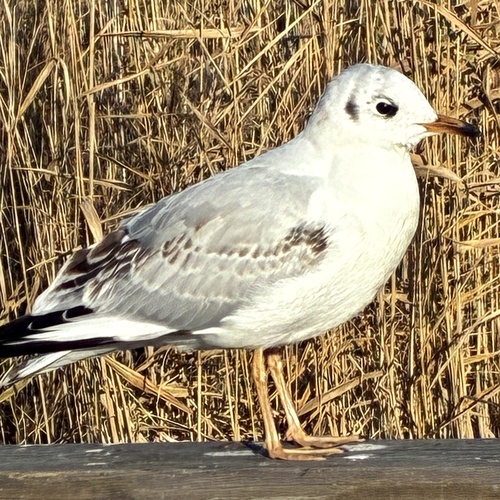 iNaturalist image
