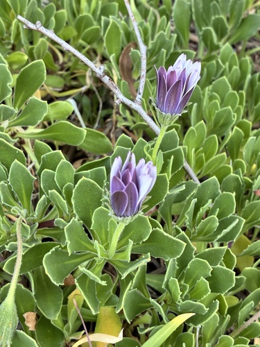 Osteospermum fruticosum observed 2026-10-22
