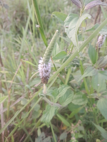 Pogostemon auricularius observed 2026-10-23